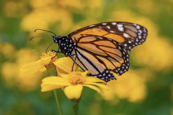 Día Nacional de la Biodiversidad en Colombia (11 de septiembre)
